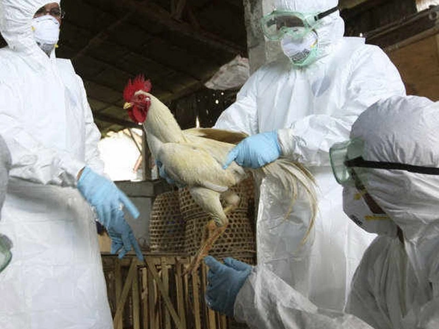Сняты некоторые ограничения, связанные с птичьим гриппом