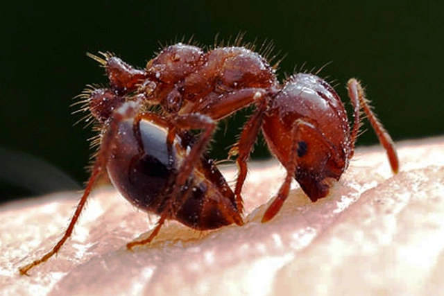 Калифорнию захватили крайне агрессивные огненные муравьи
