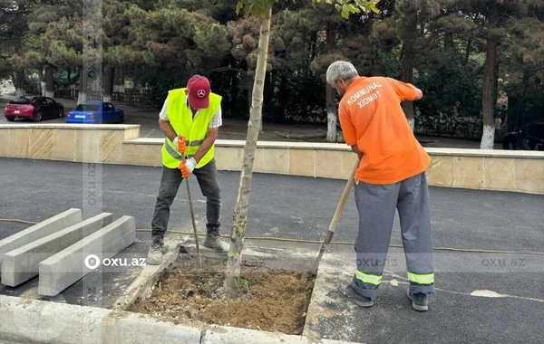 В Баку заасфальтировали лунки деревьев