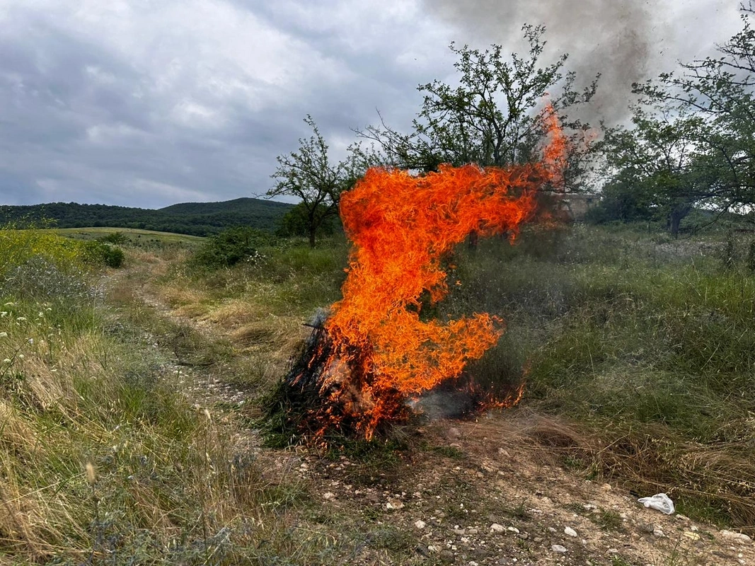 В Хачмазском районе уничтожены сотни кустов конопли