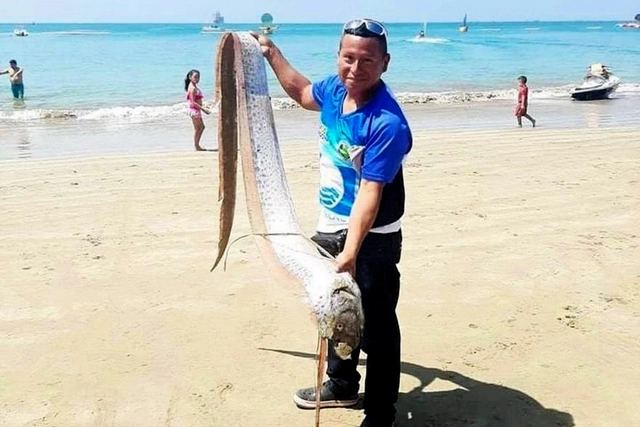 Zəlzələlərin "xəbərçisi" siyənək kralı balığı sahildə tapıldı: Ekvadorlular təşvişdə