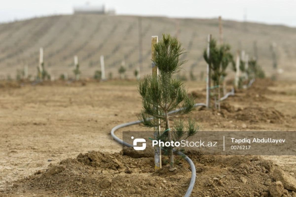 Bakını necə yaşıllaşdıraq?