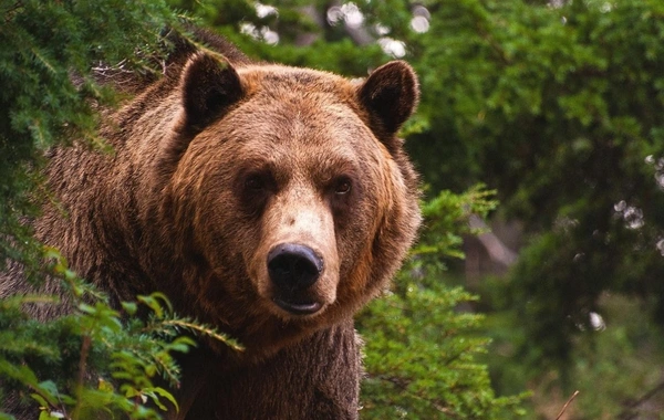 В Гёйгёле медведь проник во дворы домов: госструктуры принимают меры