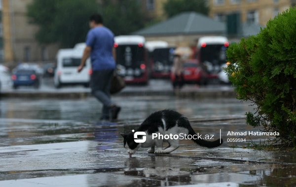 В Баку и на Абшероне в течение дня усилится дождь