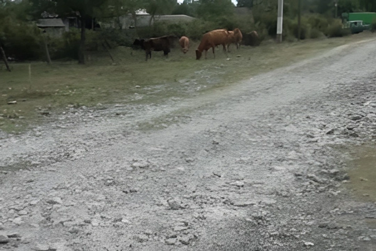 Şəki sakinlərini boğaza yığan yol PROBLEMİ