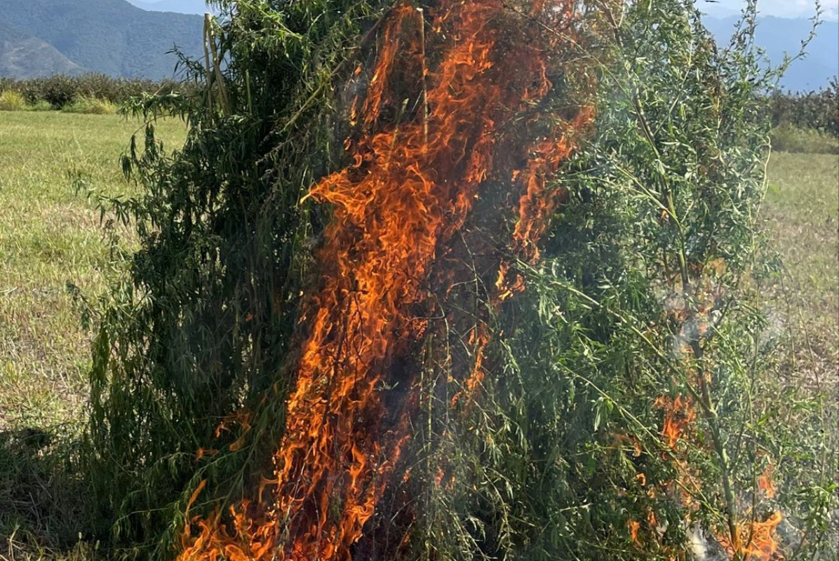 Zaqatalada 4 tona yaxın çətənə kolu məhv edildi