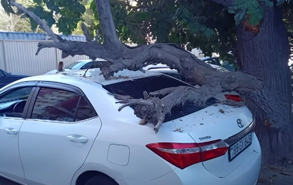 Bakıda qurumuş ağac gövdəsi avtomobilin üzərinə aşıb: Zərəri kim ödəyəcək?