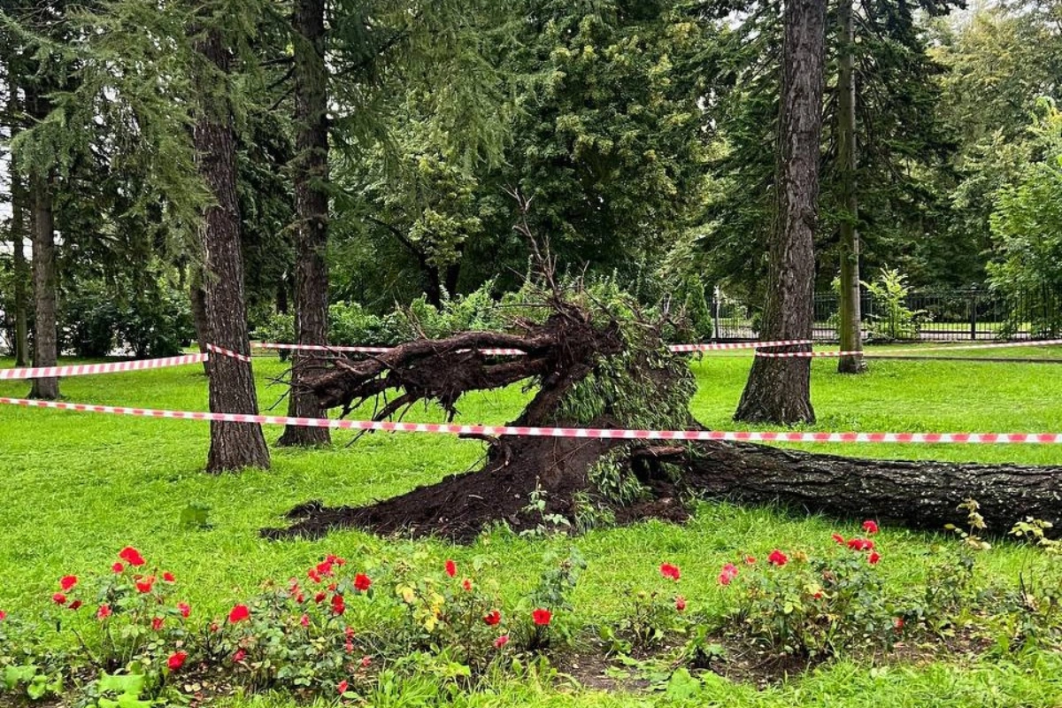 В Петербурге рухнувшее дерево сломало шею мужчине