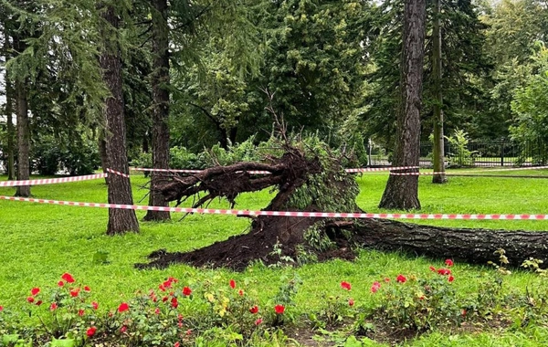 В Петербурге рухнувшее дерево сломало шею мужчине