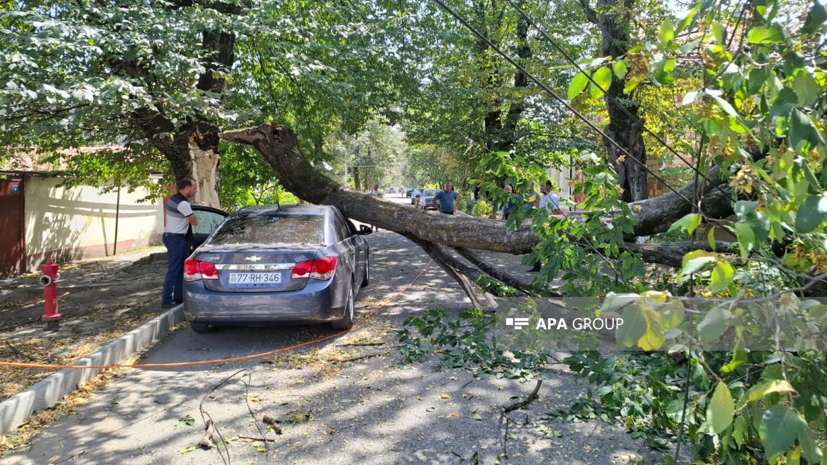 В Губе из-за сильного ветра дерево рухнуло на автомобиль