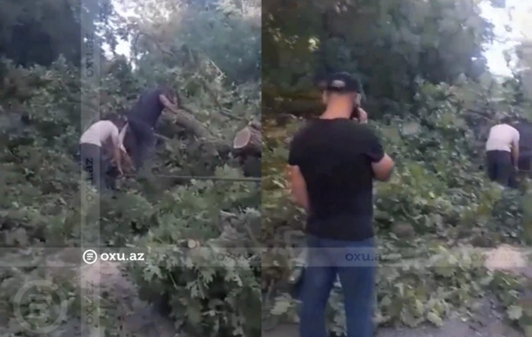 В Хачмазе и Худате восстановлены поврежденные сильным ветром линии электропередачи