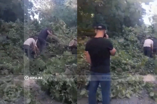 В Хачмазе и Худате восстановлены поврежденные сильным ветром линии электропередачи