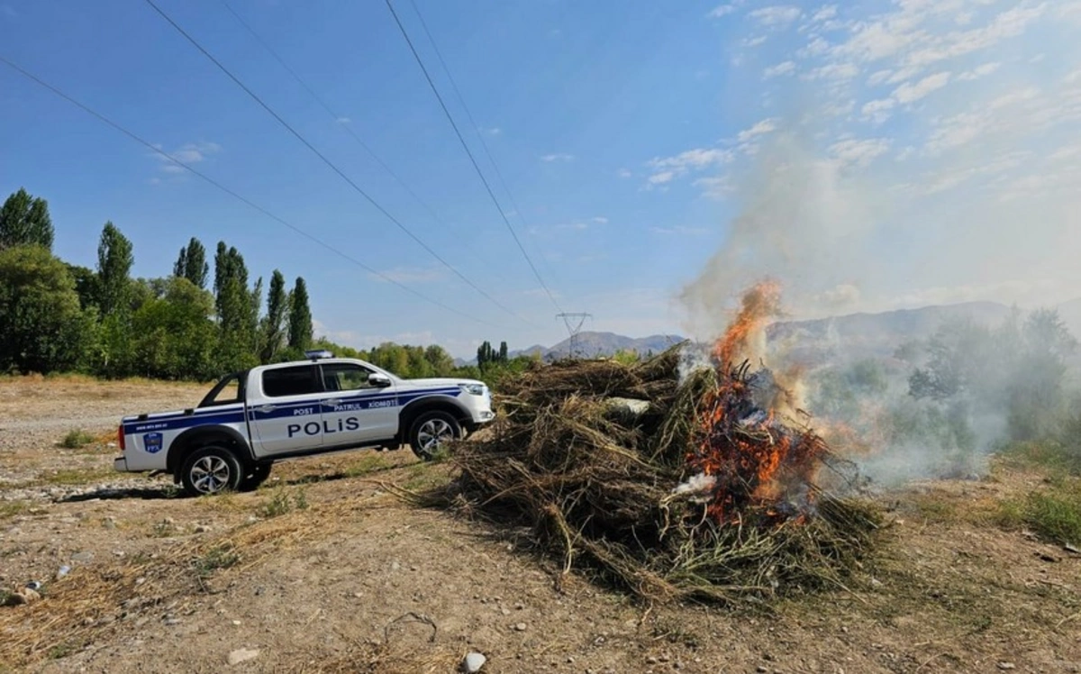 Naxçıvanda onminlərlə çətənə kolu məhv edildi