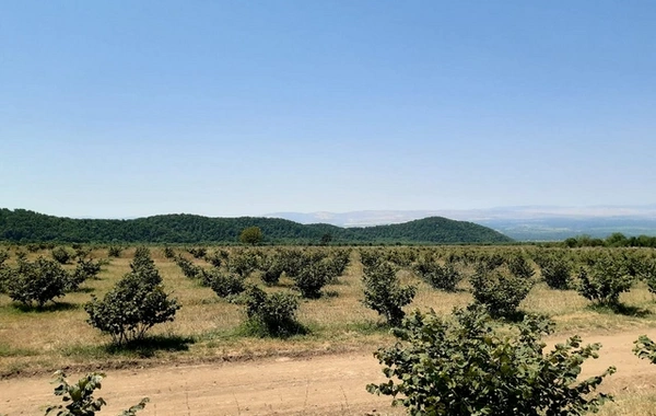 Qaxın fındıq bağlarında məhsuldarlıq aşağı düşüb: "Özümüz yığırıq ki, dolana bilək"