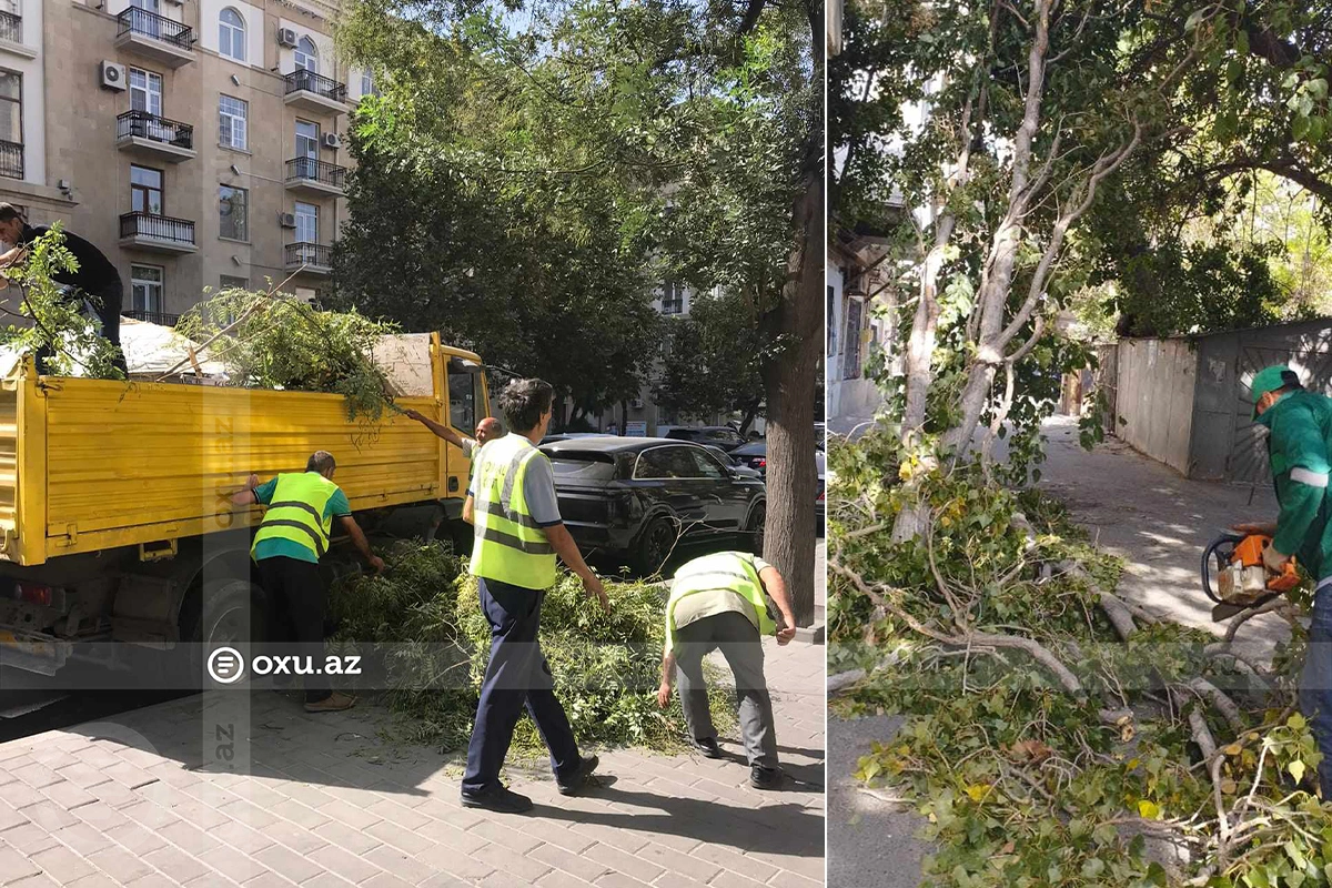 В центре Баку очистили территорию от сломанных и упавших ветвей