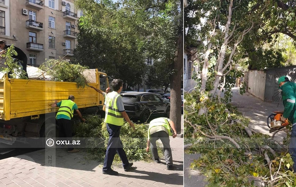 В центре Баку очистили территорию от сломанных и упавших ветвей