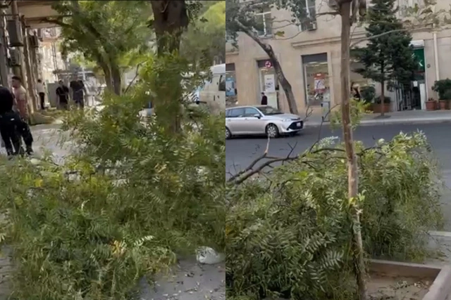 В Баку упавшая ветка парализовала движение людей и автомобилей