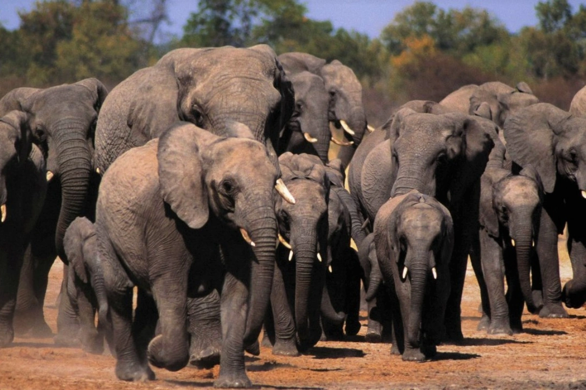 Zimbabvedə 200 fil öldürüləcək