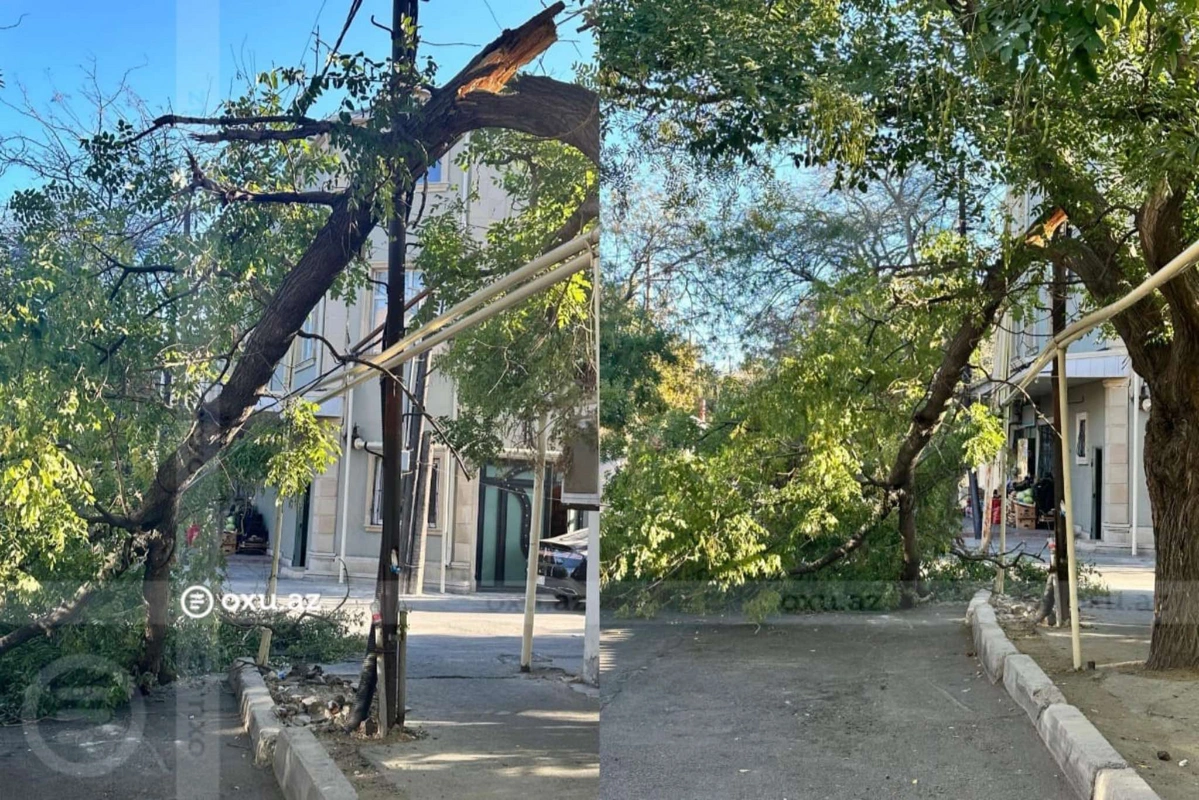 Bakının mərkəzində qırılan ağac YOLU BAĞLAYIB