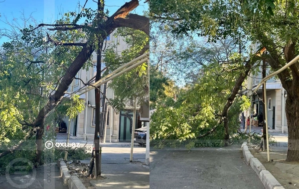 Bakının mərkəzində qırılan ağac ərazidən götürüldü