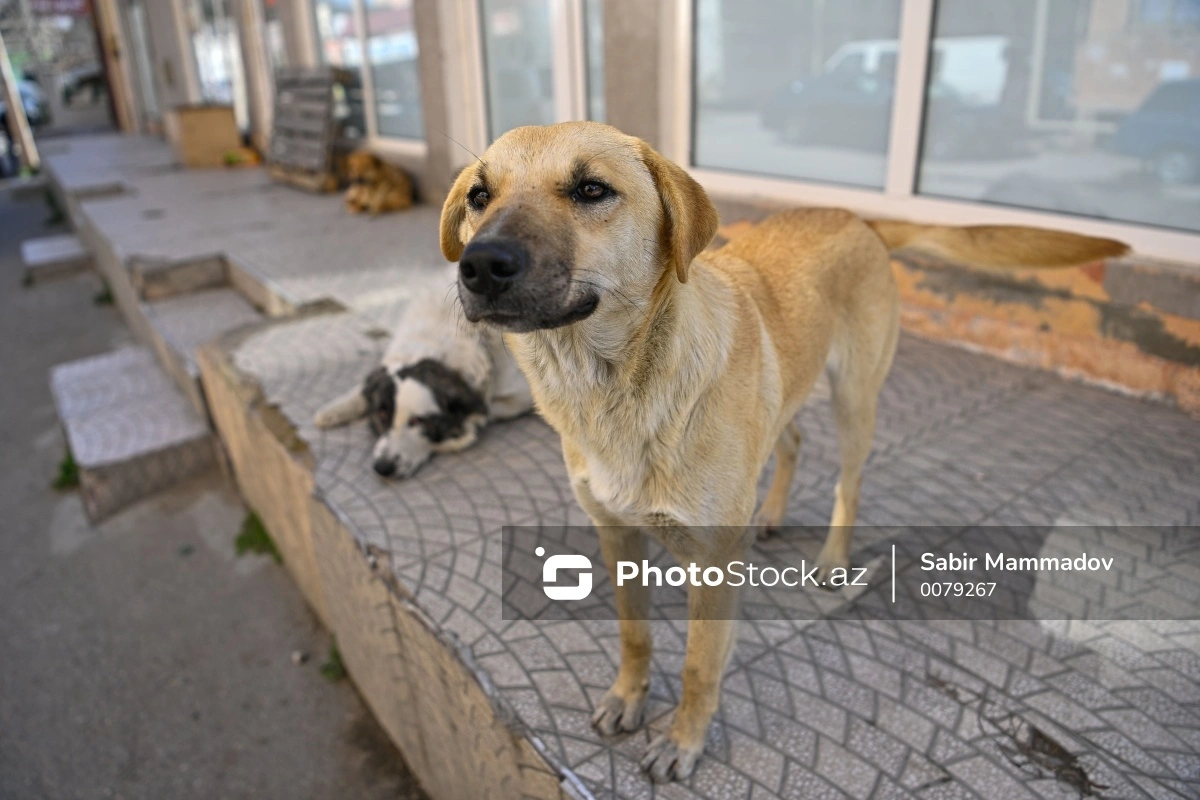 В Евлахском районе собака укусила восьмилетнего ребенка