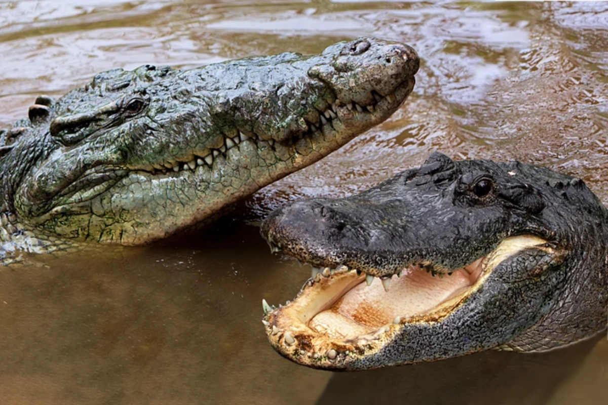 Florida'da kasırgadan sonra timsahlar sokakları işgal etti