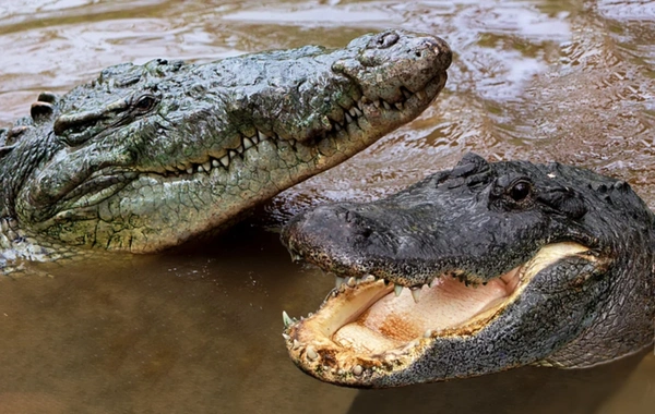 Florida'da kasırgadan sonra timsahlar sokakları işgal etti