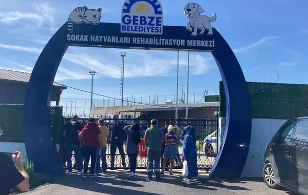 Gebze'de sokak hayvanları rehabilitasyon merkezi'nde vahşet: 45 hayvan iğneyle öldürüldü