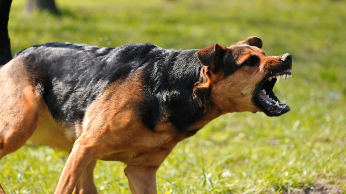 Köpek saldırısına uğrayan çocuğun babası, köpek sahibini bıçakladı