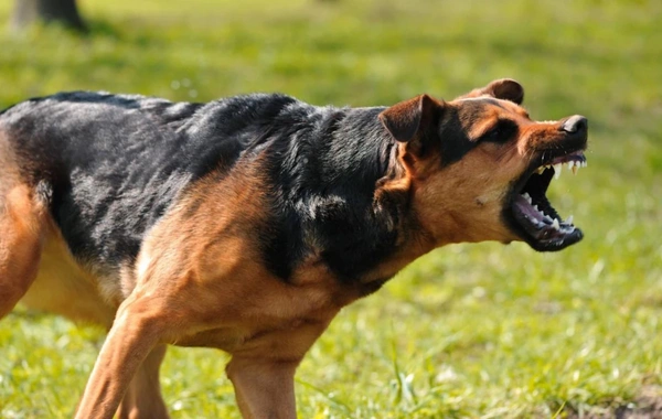 Köpek saldırısına uğrayan çocuğun babası, köpek sahibini bıçakladı