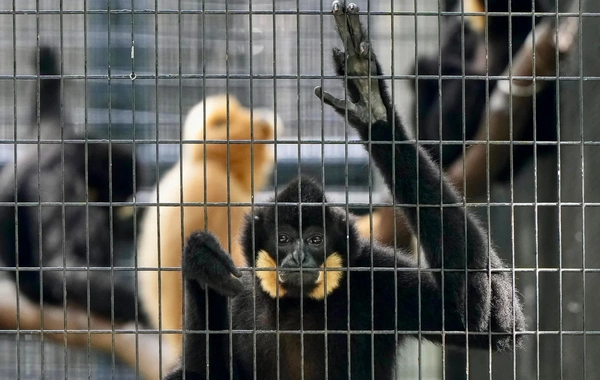 Honkonqda zooparkda nadir meymun növləri müəmmalı şəkildə ölüb