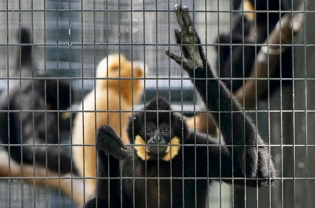 Honkonqda zooparkda nadir meymun növləri müəmmalı şəkildə ölüb