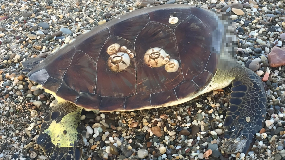 Alanya'da başsız caretta caretta bulundu