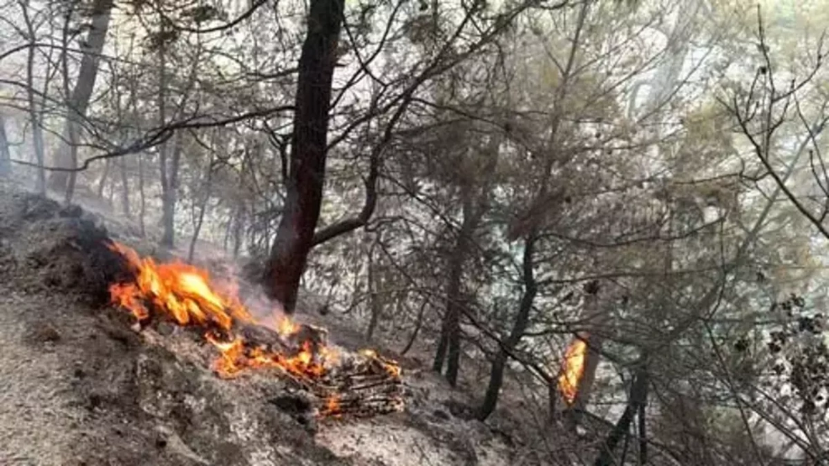 Muğla yanıyor: 3 ayrı bölgede yangın