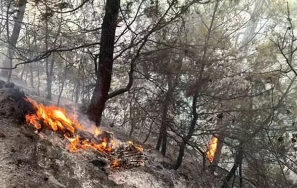 Muğla yanıyor: 3 ayrı bölgede yangın