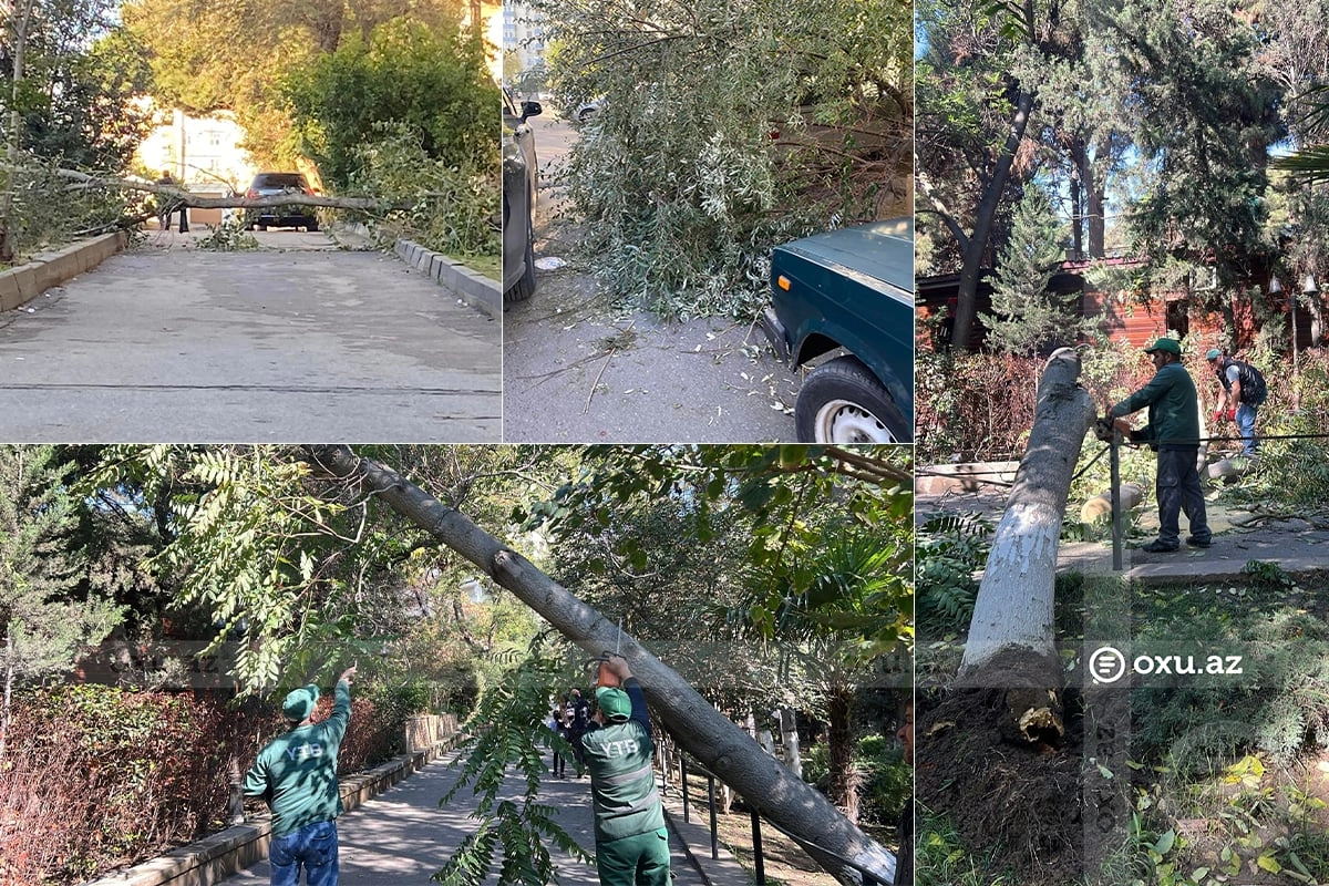 Bakıda külək nəticəsində aşan ağaclar PROBLEM YARADIB