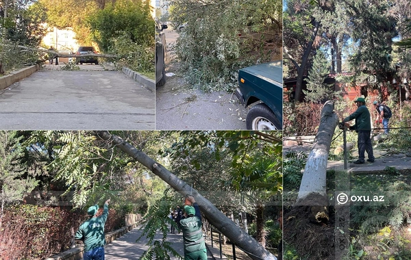 Bakıda külək nəticəsində aşan ağaclar PROBLEM YARADIB