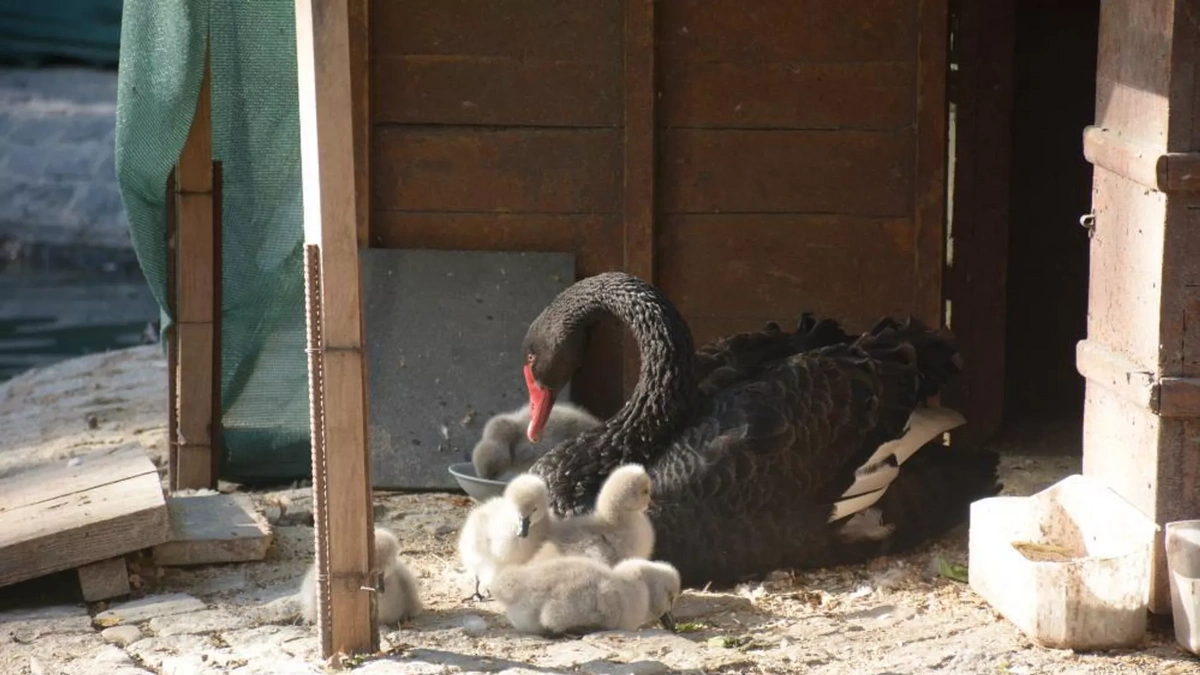 Türkiye Cumhuriyet Bayramı'nda beş bebek kuğu doğdu: "Kuğular aşkı temsil eder"