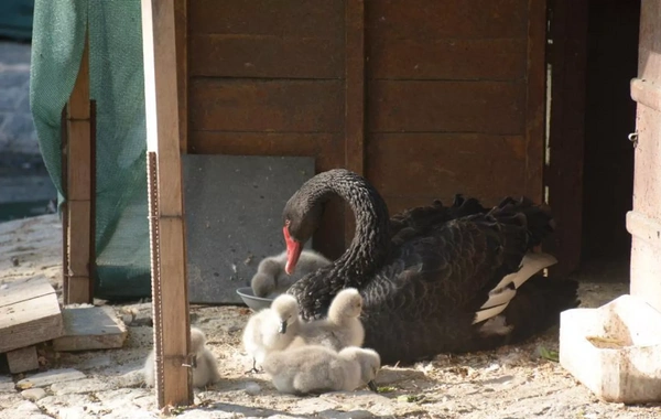 Türkiye Cumhuriyet Bayramı'nda beş bebek kuğu doğdu: "Kuğular aşkı temsil eder"