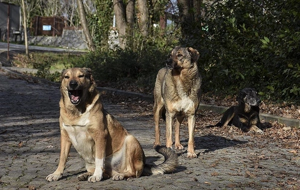 Gaziantep'te 8 yaşındaki çocuğa 5 sokak köpeği saldırdı