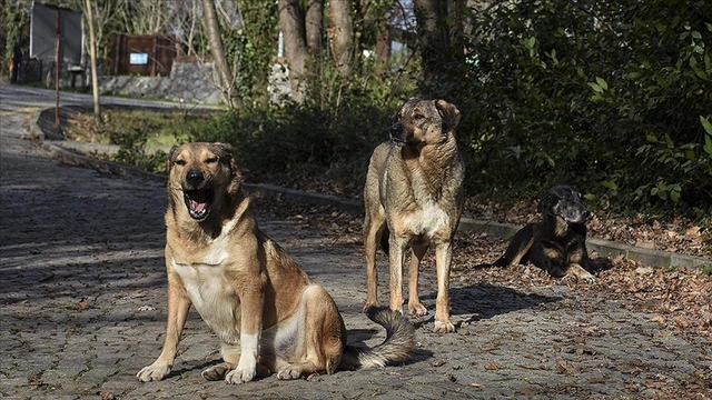 Gaziantep'te 8 yaşındaki çocuğa 5 sokak köpeği saldırdı