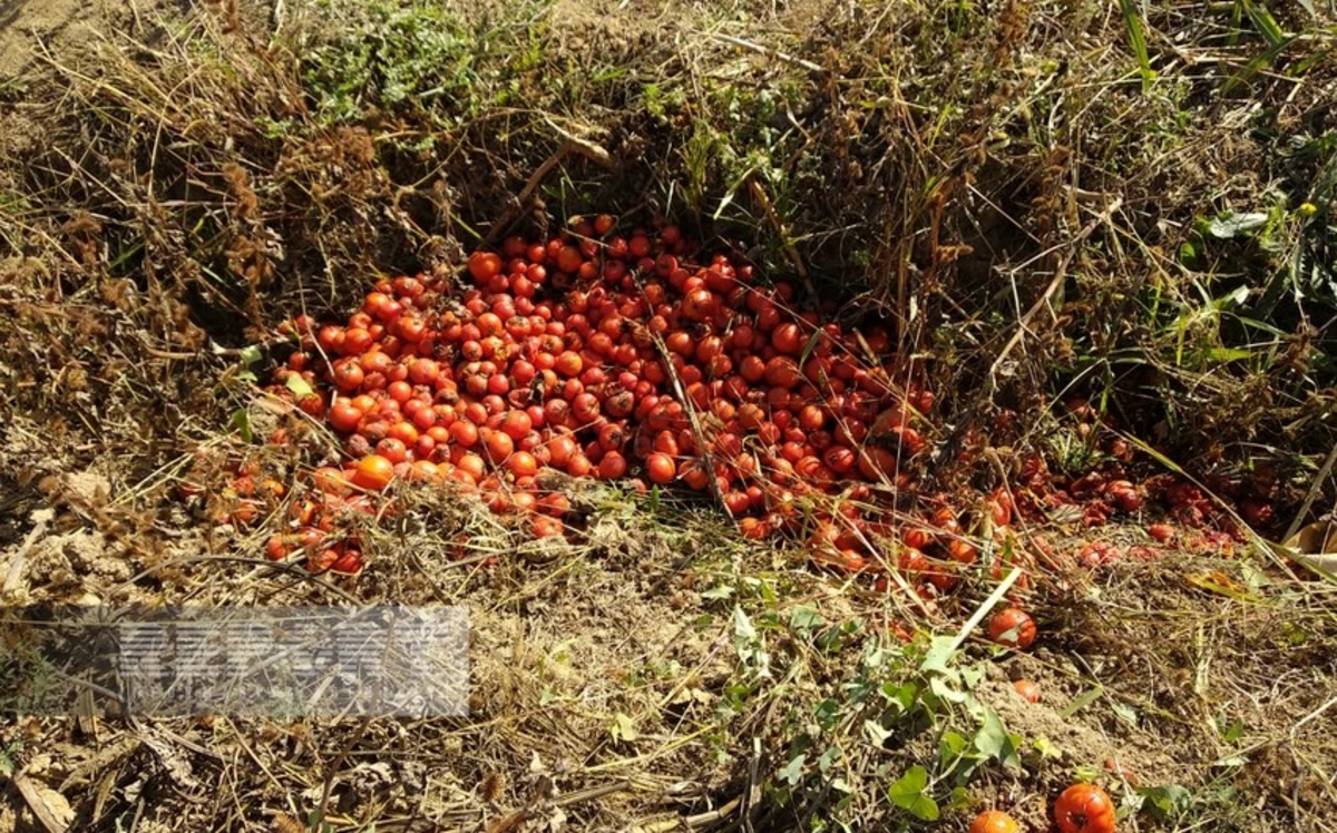 Biləsuvarda pomidor sahələrində XƏSTƏLİK YAYILIB