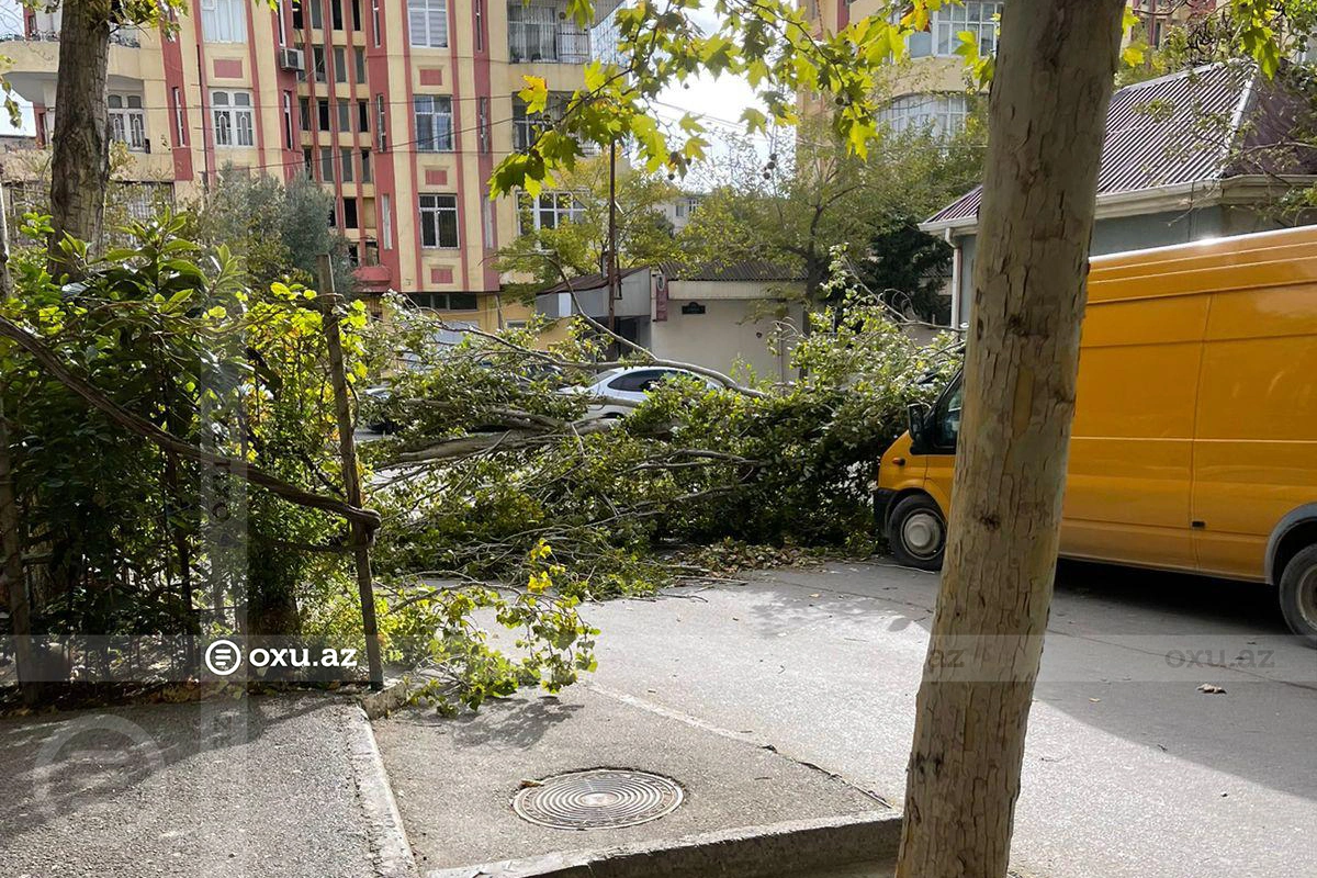 Bakıda güclü küləyin aşırdığı ağac ərazidən GÖTÜRÜLDÜ