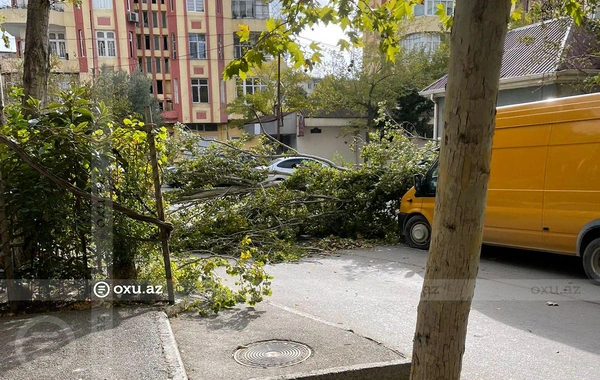 Bakıda güclü küləyin aşırdığı ağac ərazidən GÖTÜRÜLDÜ