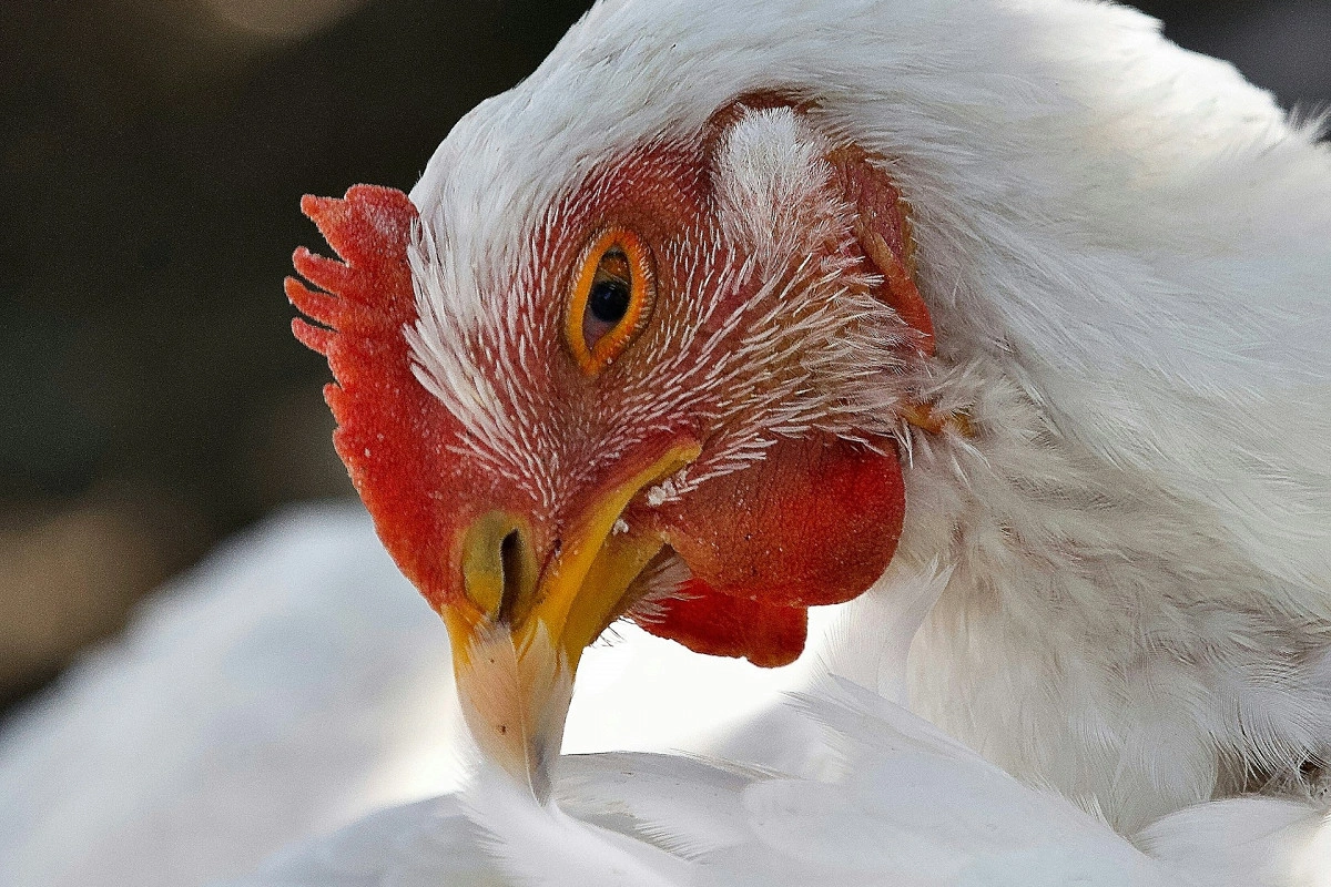 KFC в Европе отказалась от своего обещания