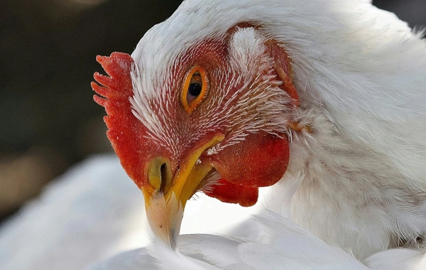 KFC в Европе отказалась от своего обещания