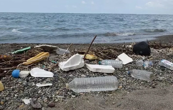 Karadeniz'de rastlanmayan örnek kalmadı: Bilim insanları endişeli