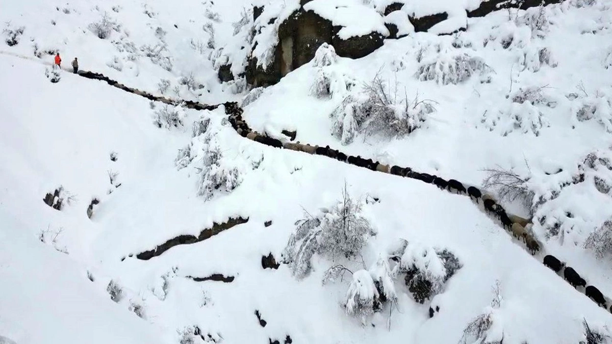 Kar yağışı ve çığ felaketi: 350 koyun uçuruma yuvarlandı