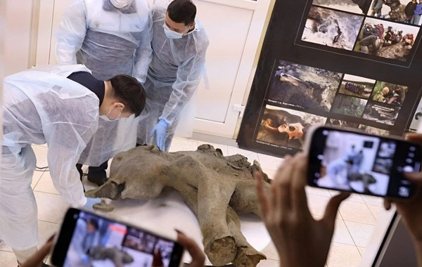 Yakutya'da 500 yüzyıl yaşında olan mamut kalıntısında bir detay bilim insanlarını şaşırttı