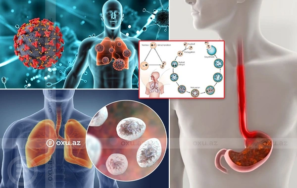 Qrip əlamətlərini paylaşan metapnevmovirus: Hədəfdə UŞAQLAR VAR